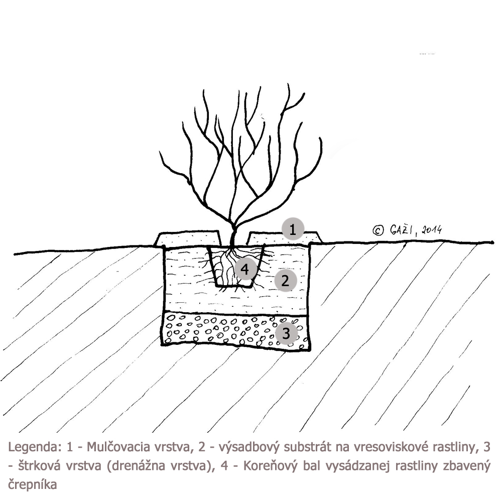 v�sadba vresoviskov�ch rastl�n, v�sadba �u�oriedok, ako sadi� �u�oriedky, n�vod na v�sadbu kyslomiln�ch rastl�n