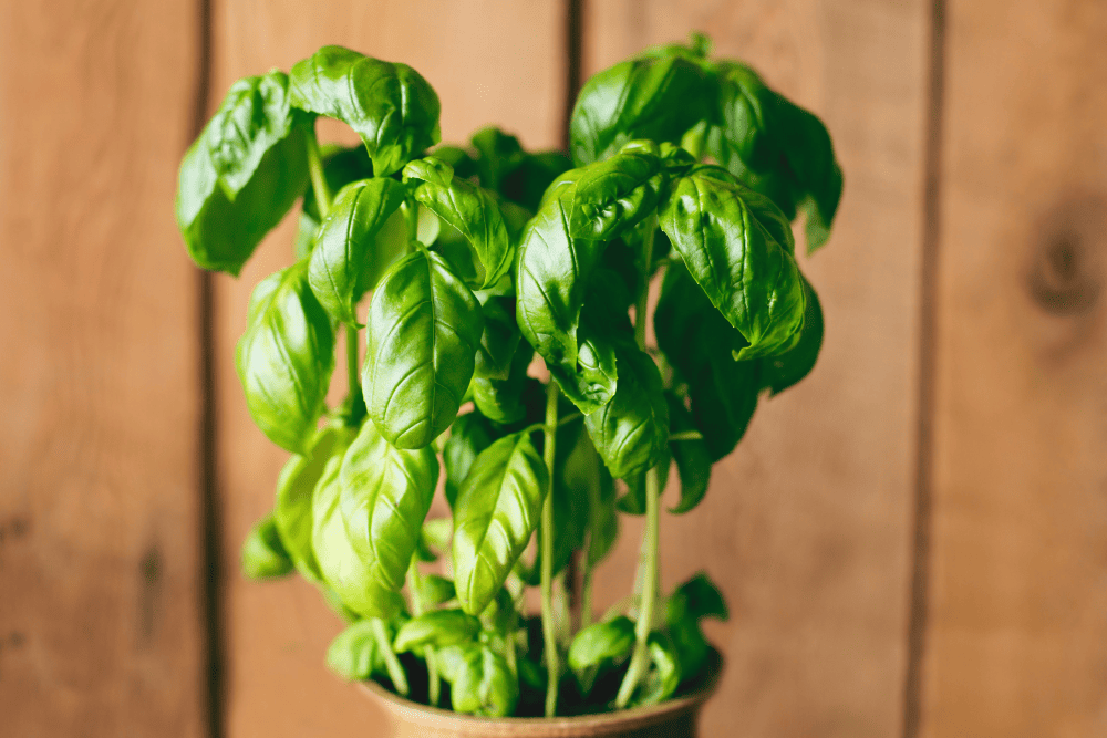 Jak p�stovat a s��ihat bazalku