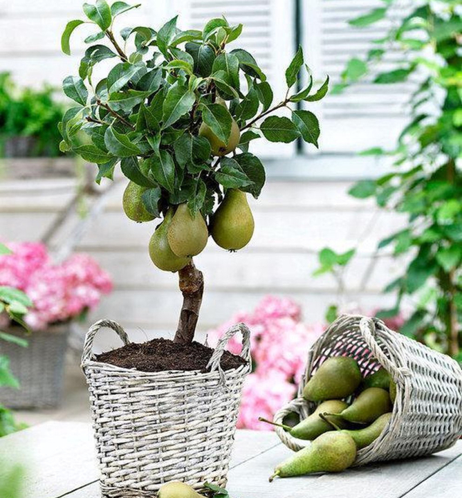 Mini hrušeň ´ZWERGBIRNE´ 90-110 cm, kont. 4 l | Lumigreen.cz
