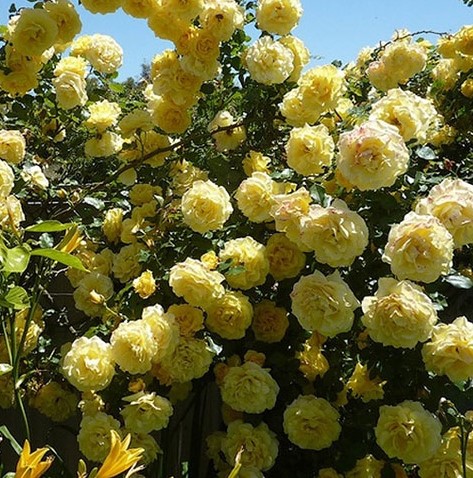 Růže pnoucí ´CASINO´ 60-70 cm, kont. 3 l