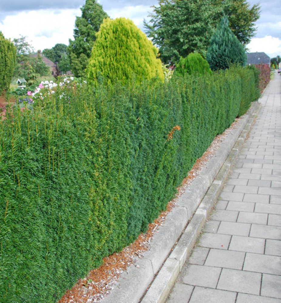 Tis Prost edn HILLI 40 50 Cm Kont 2 L Lumigreen cz