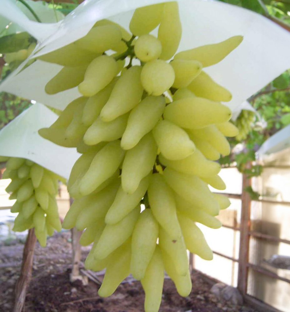 Réva vinná rezistentní ´GOLD FINGER´, prostok. Réva vinná rezistentní ´GOLD FINGER´, prostok.