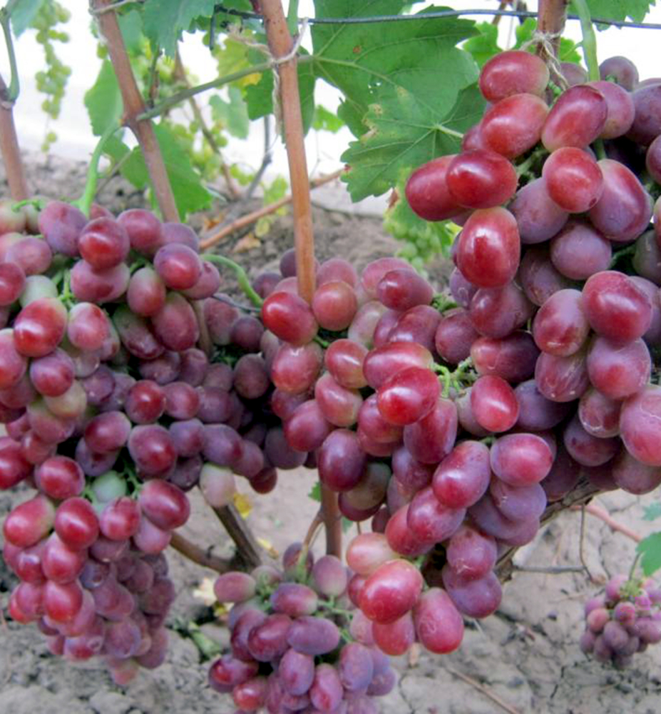 Vinná réva rezistentní ´DOLCE SUNNY´, prostok. Vinná réva rezistentní ´DOLCE SUNNY´, prostok.