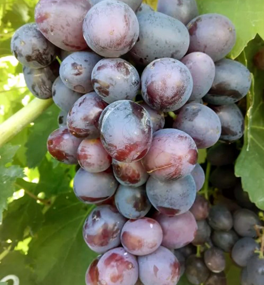 Réva vinná rezistentní ´PODAROK NESVJATAJA´, prostok. Réva vinná rezistentní ´PODAROK NESVJATAJA´, prostok.