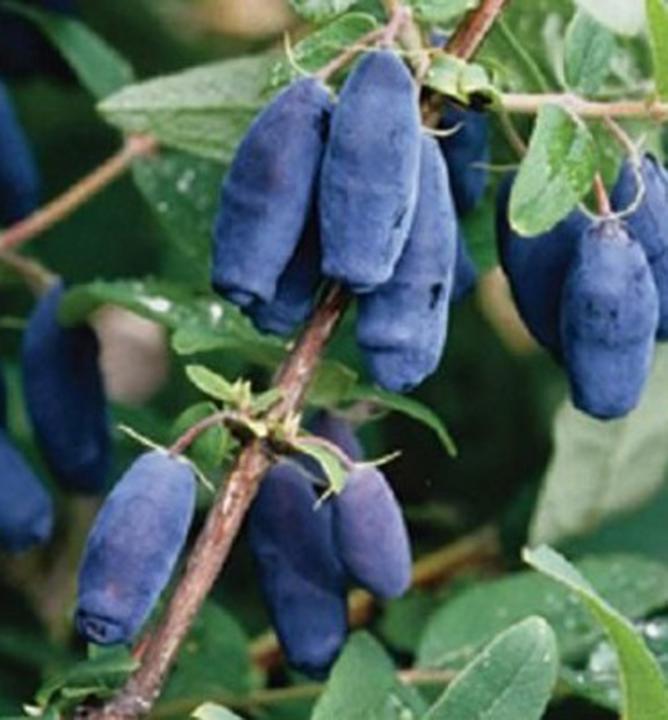 Kamčatská borůvka cena Kamčatská borůvka cena