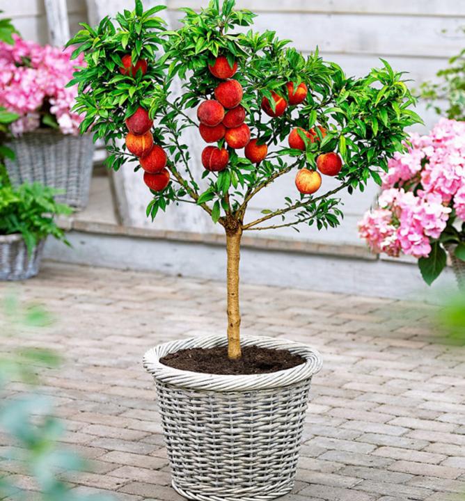 Nektarinka mini ´NEKTINA´, 50-60 cm, podn. Rakonieviczká, kont. 4 l Nektarinka mini ´NEKTINA´, 50-60 cm, podn. Rakonieviczká, kont. 4 l