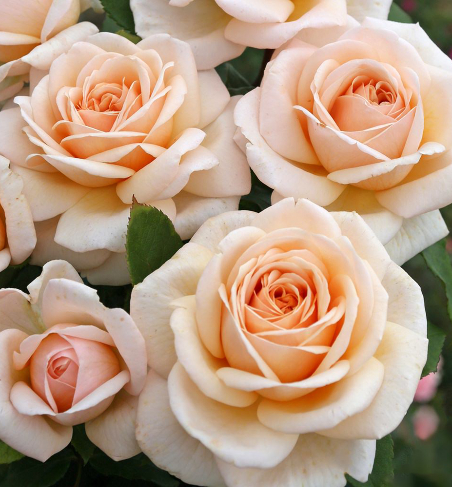 Růže velkokvětá keřová ´COURAGE´ ** Kordes 2019, kont. 2 l