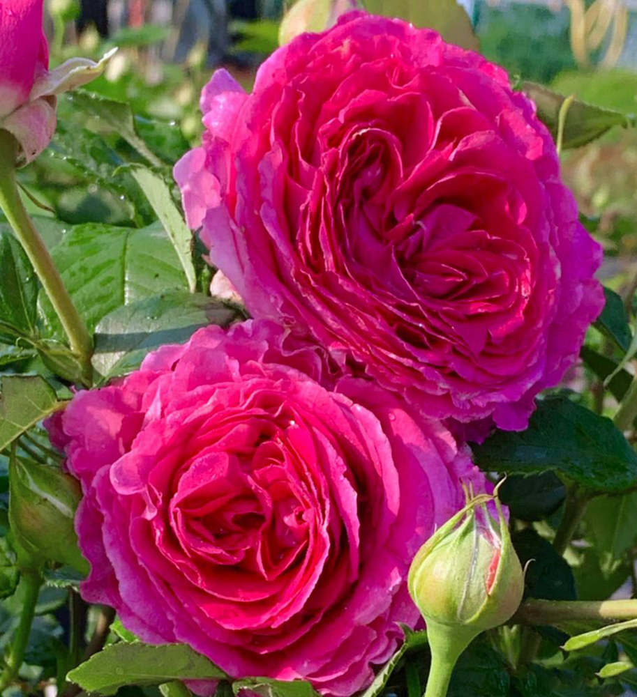 Růže keřová extra voňavá ´FRÄULEIN MARIA´ ***** ADR, Kordes 2019, kont. 2 l