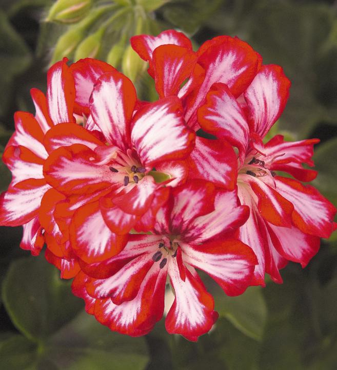 Pelargonie převislá ´ATLANTIC RED STAR´ | E-shop | LUMIGREEN.cz - Váš ...