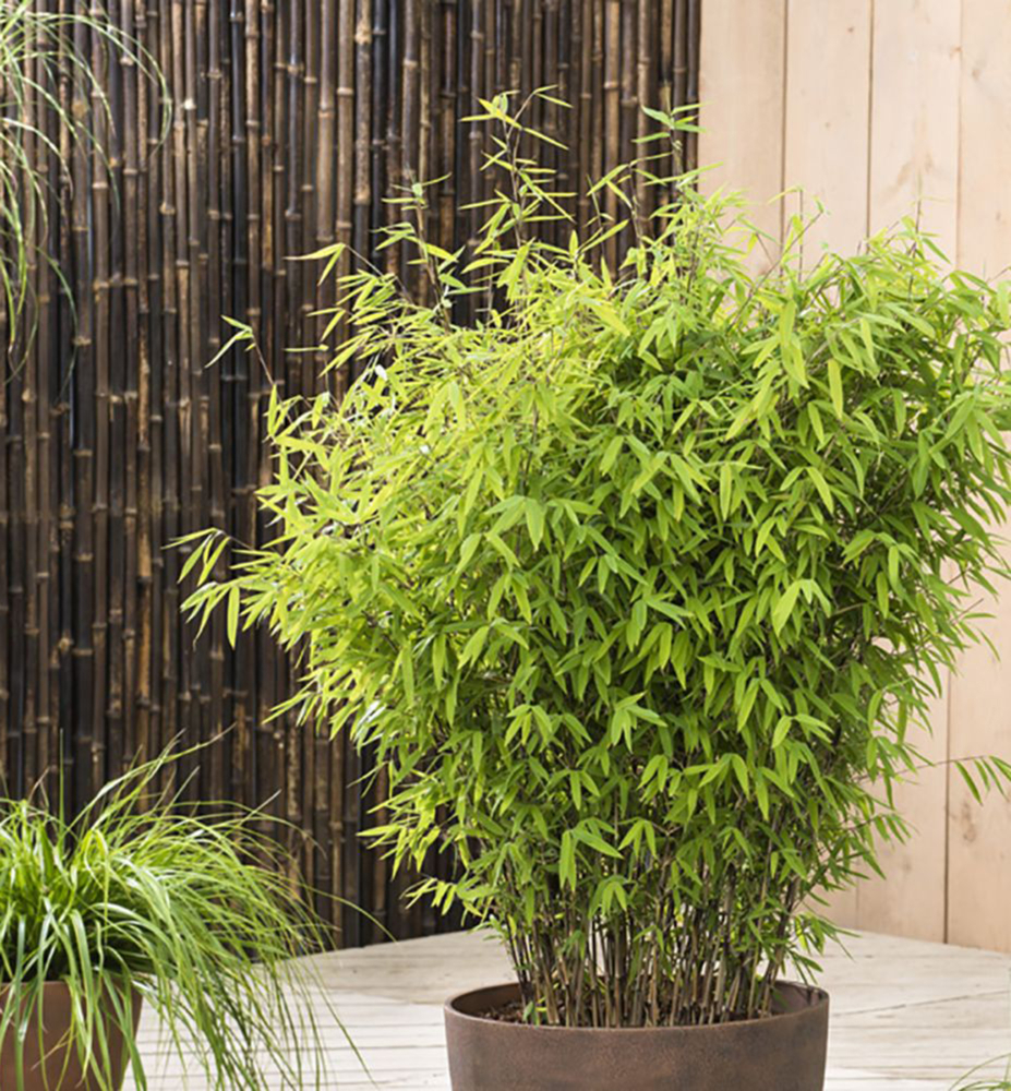 Bambus lesklý ´VOLCANO´ 20-30 cm, kont. 2,5 l