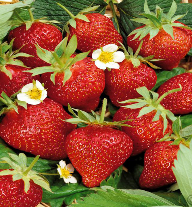 Fragaria Ostara