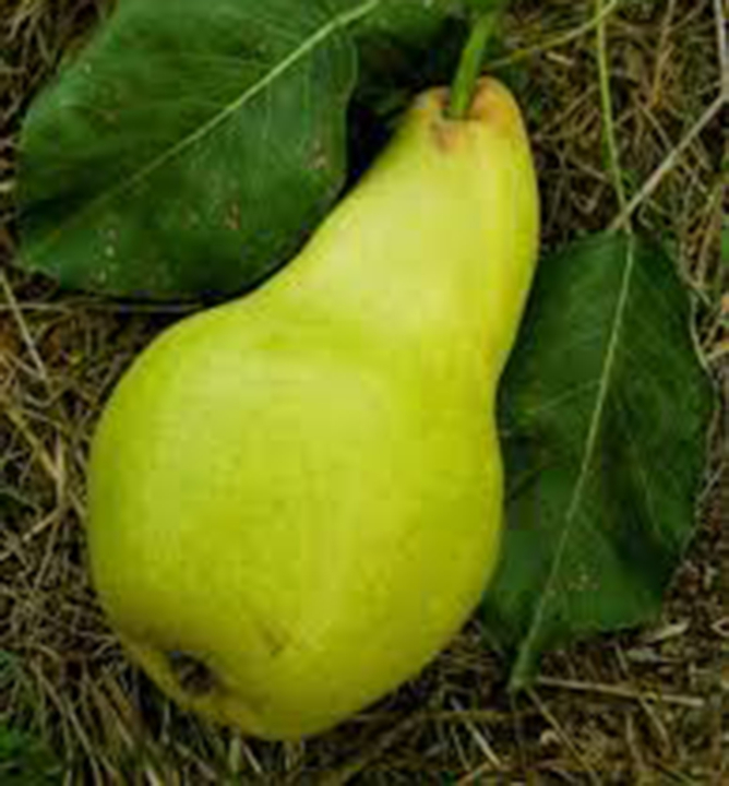 Hrušeň 'SOLANKA' podn. kavkazská, prostok. Hrušeň 'SOLANKA' podn. kavkazská, prostok.