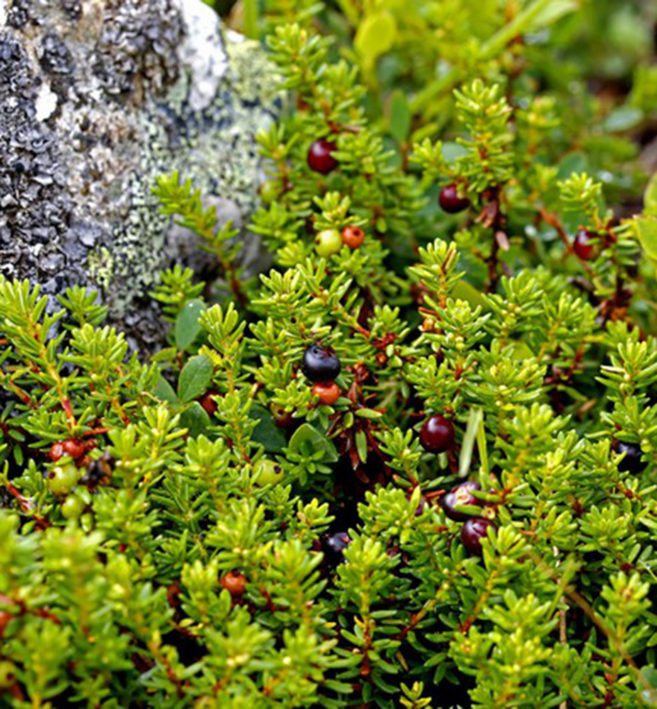 Šicha černá ´IRELAND´ 515 cm, kont. 0,5 l Lumigreen.cz