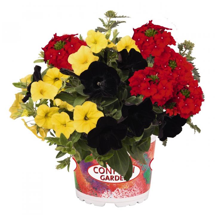 Confetti Garden 2020'OKTOBERFEST', mix letniček LUMIGREEN.cz