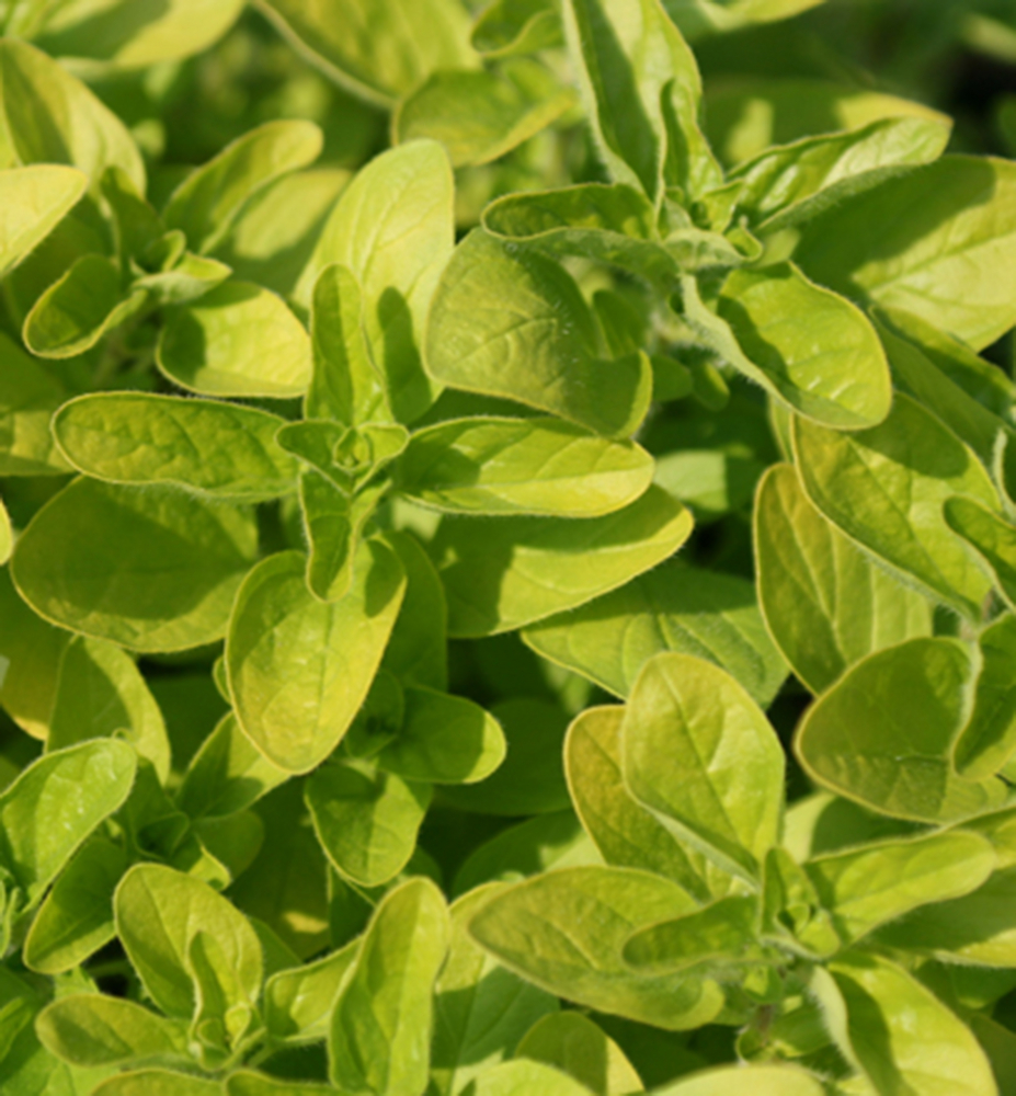 Dobromysl obecná ´AUREUM´ (Oregáno), kont. 0,3 l | Lumigreen.cz