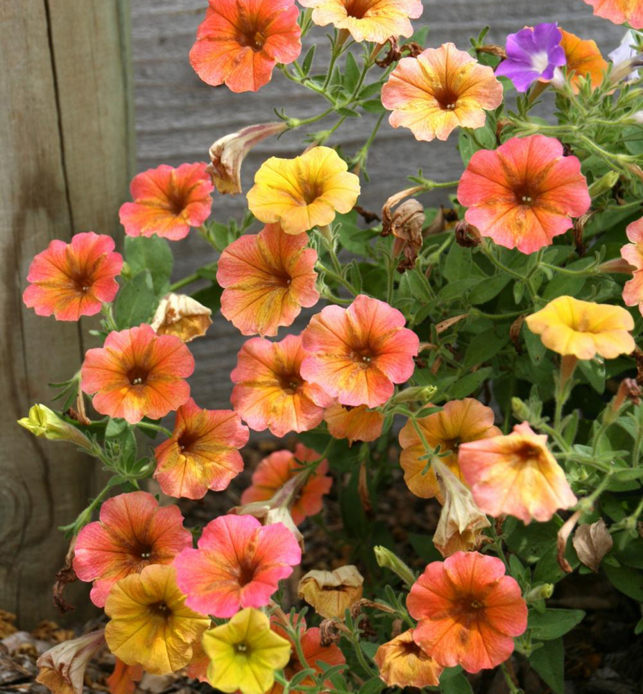 Petunie převislá ´CASCADIAS®INDIAN SUMMER´, kont. 0,3 l | Lumigreen.cz