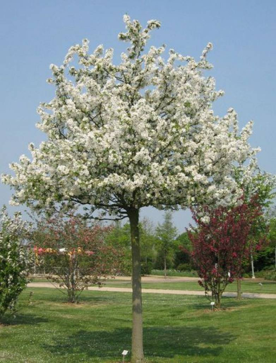 Okrasna Jablon Evereste (jabloně Evereste, jabloň Evereste, Okrasná jabloň) Okrasna Jablon Evereste