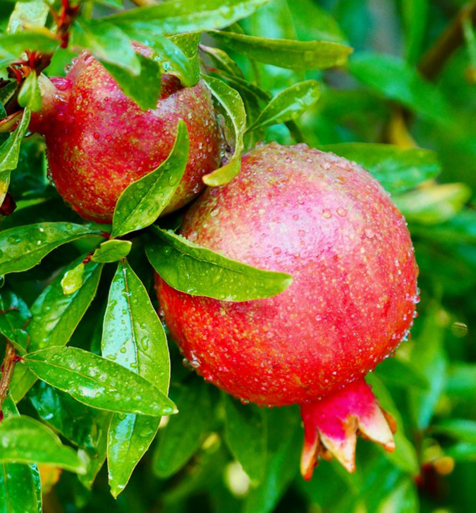 Granátovník púnsky ´ACCO´ 100-120 cm, kont. 2 l Granátovník púnsky ´ACCO´ 100-120 cm, kont. 2 l