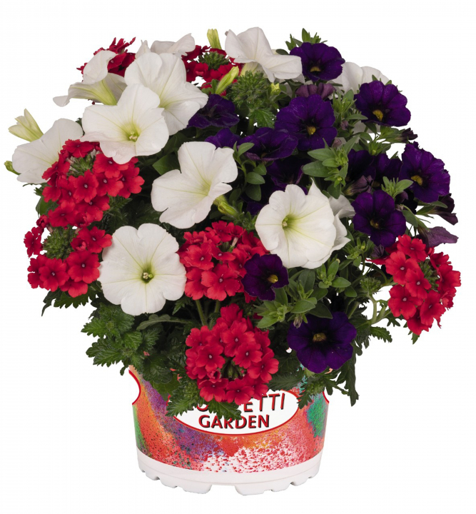 Confetti Garden 2020'PATRIOT', mix letniček LUMIGREEN.cz