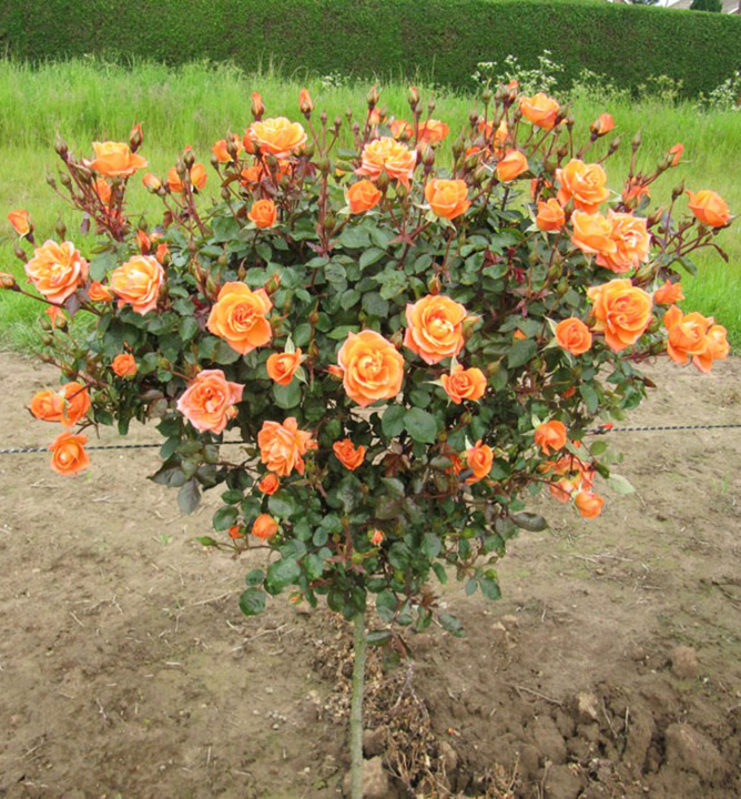 Růža stromková ´CONSUL´ na kmínku 100 cm, zemní bal