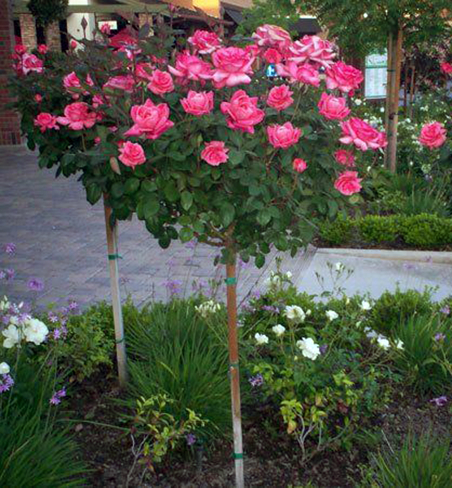 Růža stromková ´LUCHIA´ na kmínku 100 cm, zemní bal