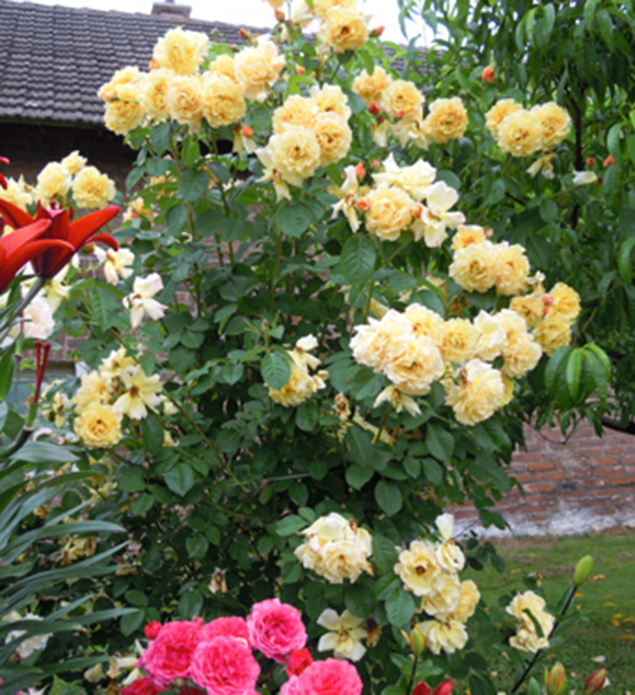 Růže sadová ´POSTILION®´ *** Kordes 1998, 40-50 cm, kont. 2 l 