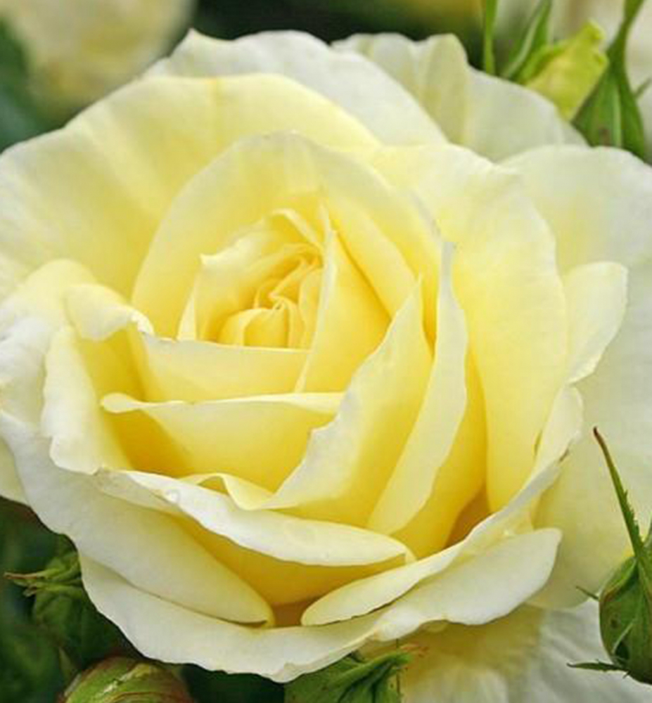 Růže velkokvětá keřová ´LIMONA®´ * ADR, Kordes 2016, kont. 2 l