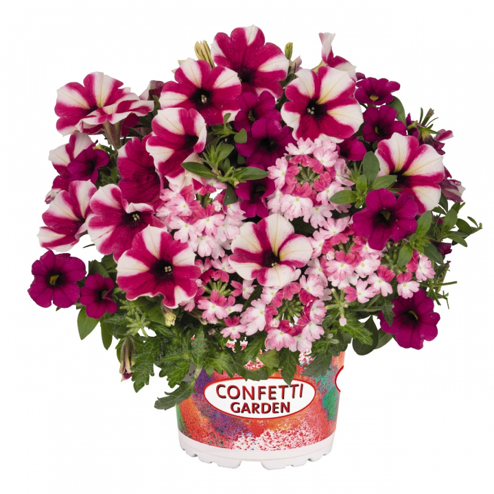 Confetti Garden 2020'SHOCKING HOT PINK', mix letniček