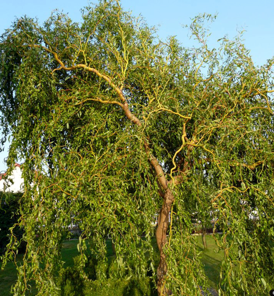 Vrba pokroucená 90-100 cm, kont. 2,5 l | Lumigreen.cz