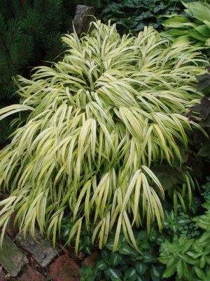 Hakonechloa macra pěstování