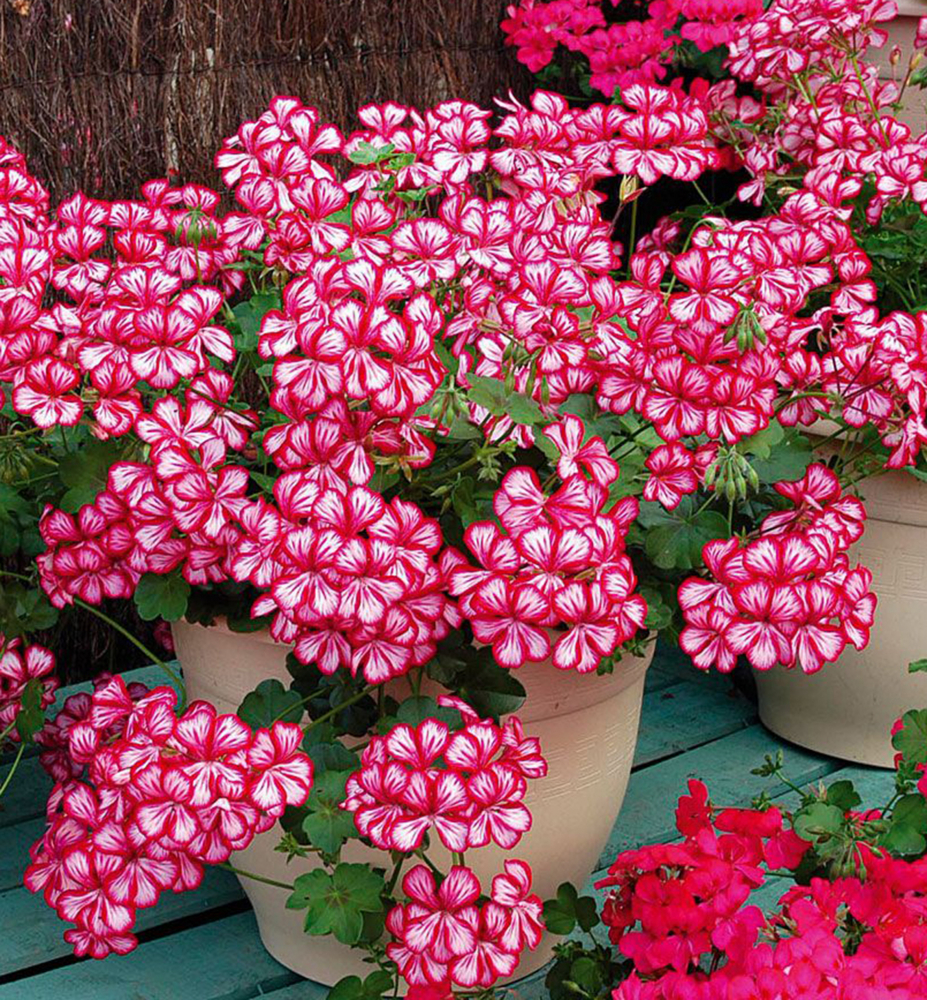 Pelargonie převislá ´HAPPY FACE® MEX´ | E-shop | Lumigreen.cz