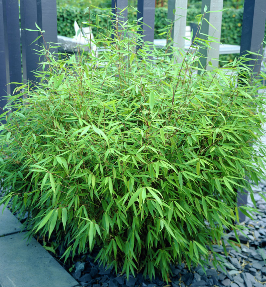 Bambus (Fargesia Rufa) 50-60 cm, kont. 2 l