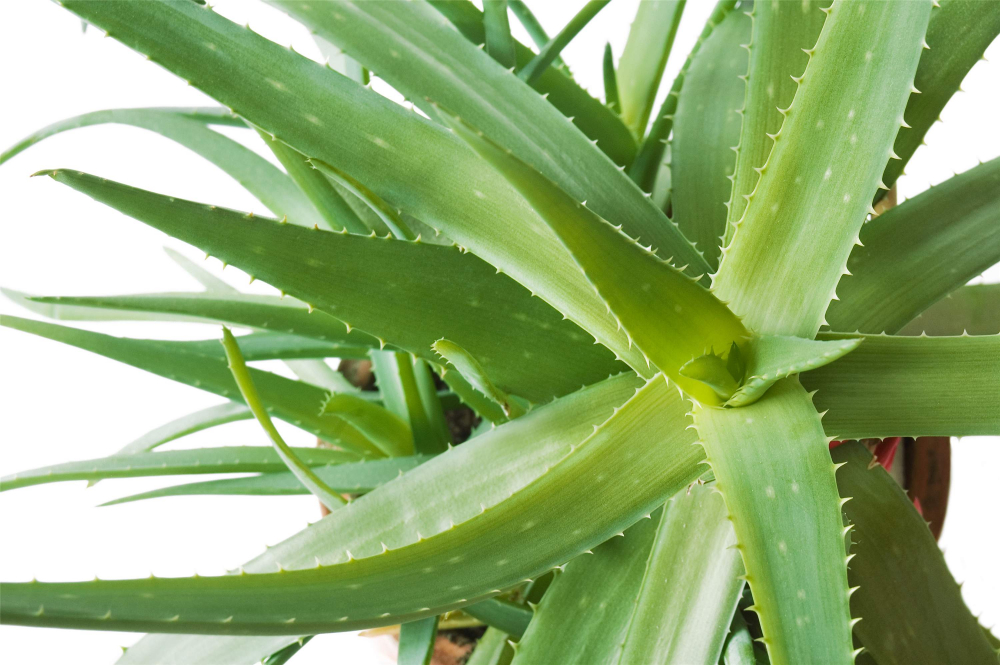 ALOE VERA, 3050 cm, kont. 2 l Lumigreen.cz