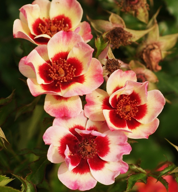 Růže mnohokvětá ´FANCY BABYLON EYES®´ 3050 cm, kont. 2 l