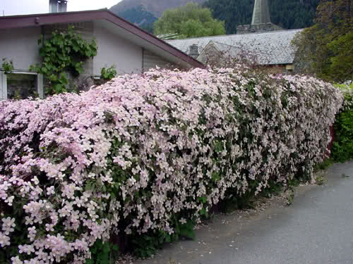 Plamenek Horsky (Clematis montana, které bude, květy které) Plamenek Horsky