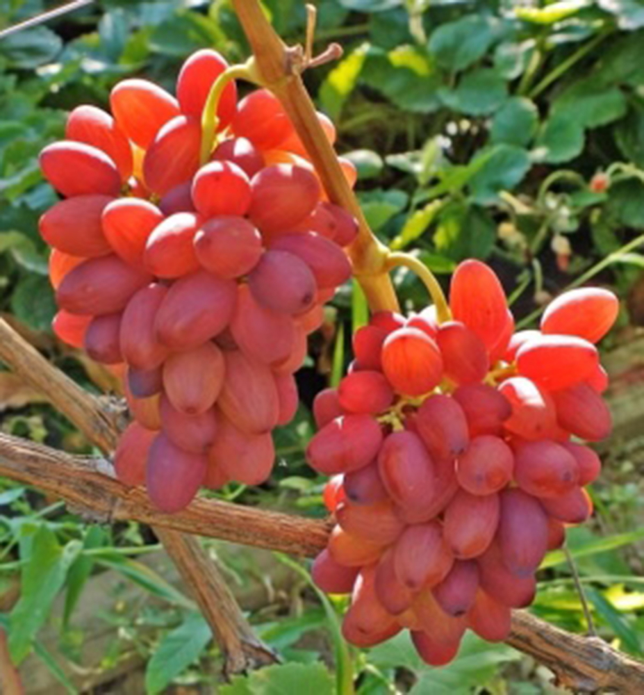 Vinná réva stolní rezistentní ´BOGEMA´, prostok. Vinná réva stolní rezistentní ´BOGEMA´, prostok.