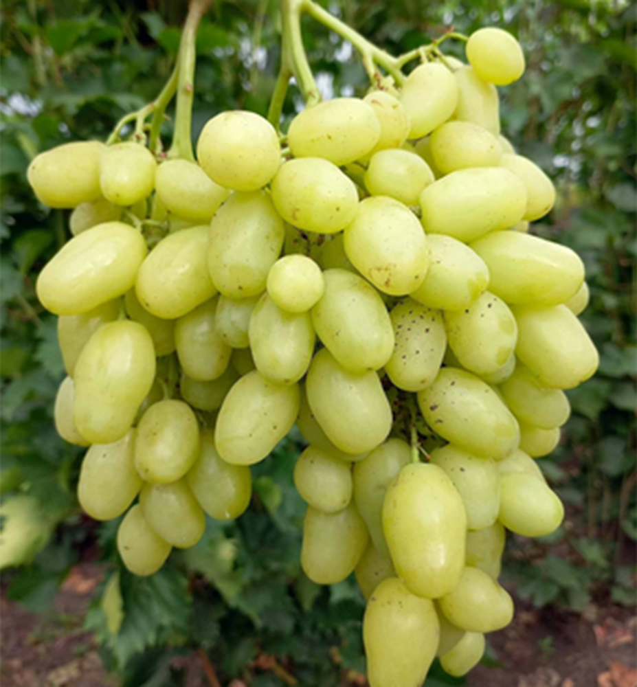 Vinná réva stolní bezsemenná rezistentní ´BANANAS´, prostok. Vinná réva stolní bezsemenná rezistentní ´BANANAS´, prostok.