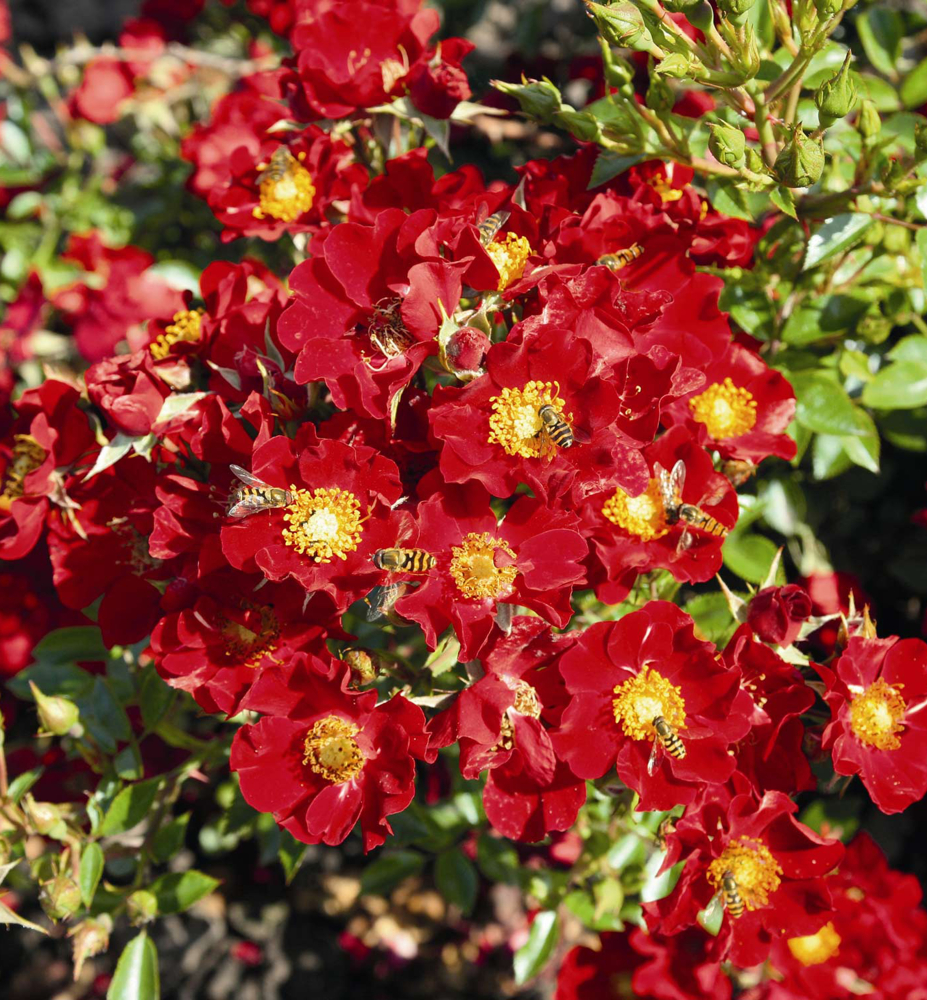 Růže půdopokryvná ´BIENENWEIDE®ROT´ Tantau, kont. 2 l Růže půdopokryvná ´BIENENWEIDE®ROT´ Tantau, kont. 2 l