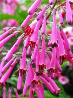 Zahradnictv Petro Mlnk Fuchsie Chryzantmy Bylinky Eshop