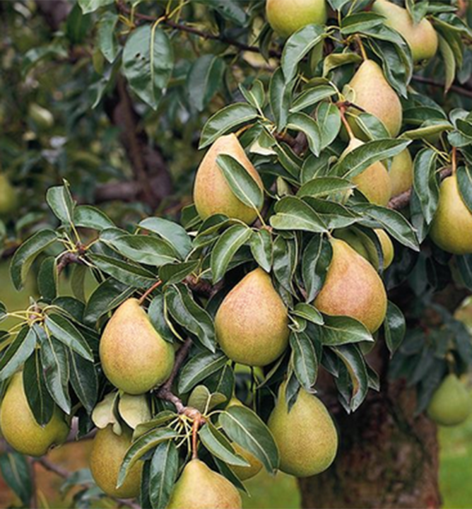 Hrušeň ´CHARNEUSKÁ´ podn. kaukazská, prostok. Hrušeň ´CHARNEUSKÁ´ podn. kaukazská, prostok.