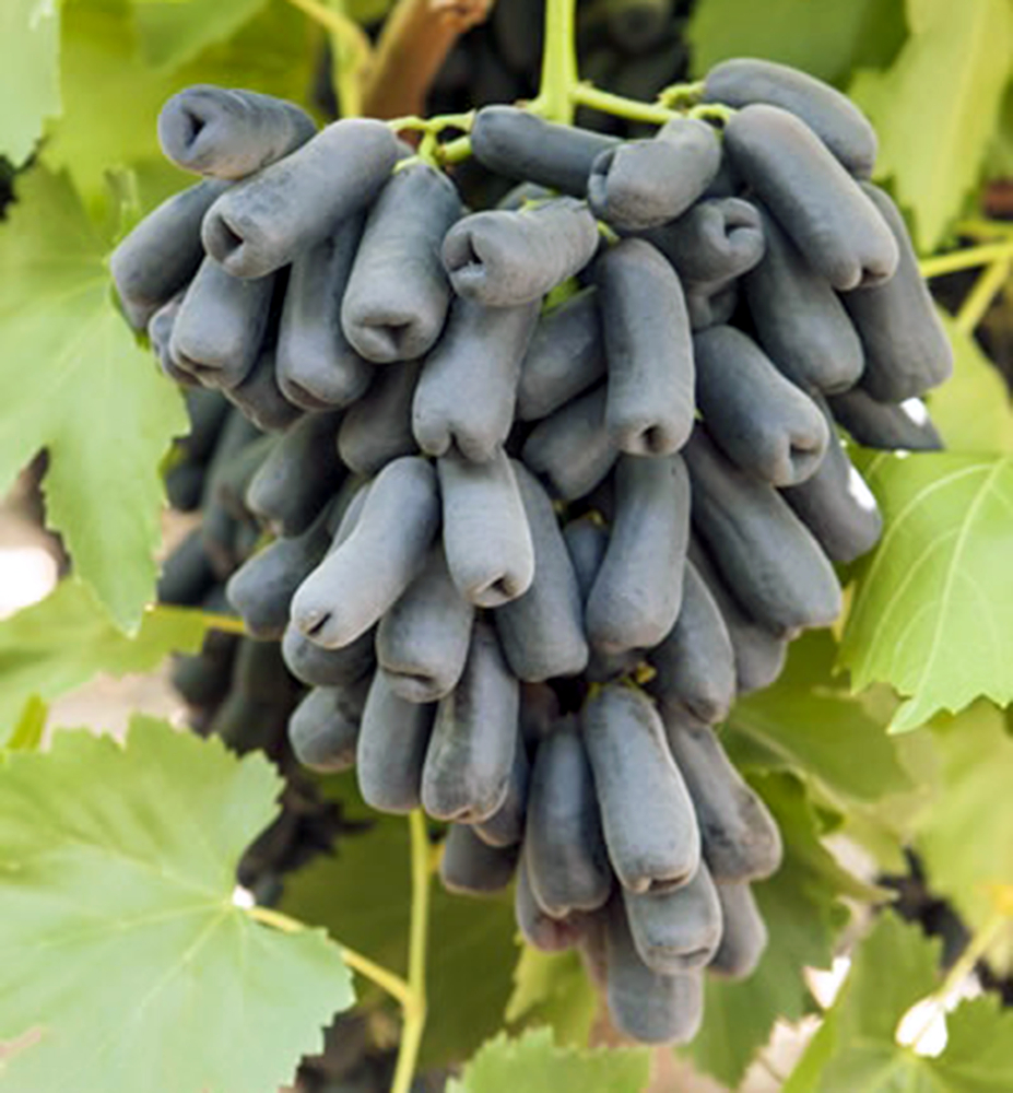 Vinná réva stolní bezsemenná rezistentní ´AVATAR´, prostok. Vinná réva stolní bezsemenná rezistentní ´AVATAR´, prostok.