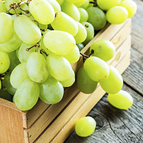 Vinná réva stolní bezsemenná rezistentní ´KIŠMIŠ VOLODAR´, prostok. Vinná réva stolní bezsemenná rezistentní ´KIŠMIŠ VOLODAR´, prostok.