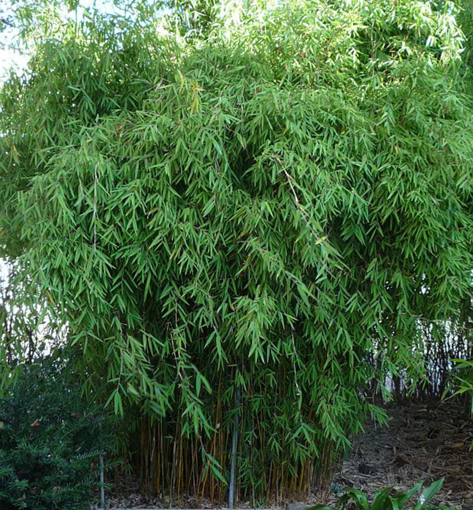 Bambus / Fargesia juzhaigou ´GENF´ 50-60 cm, kont. 5 l
