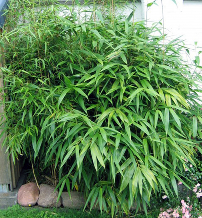 Bambus /Pseudosasa japonica 30-40 cm, kont. 3 l