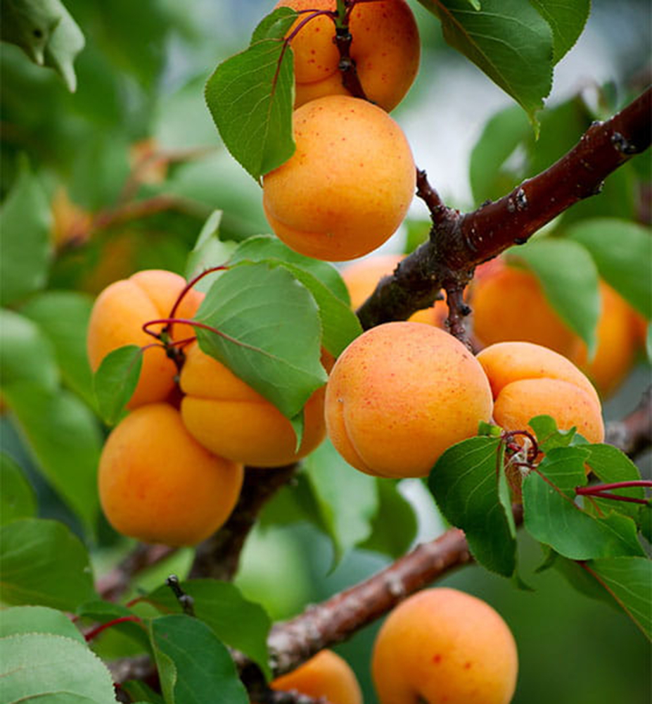 Meruňka ´DARINA´ podn. myrobalán, prostok. Meruňka ´DARINA´ podn. myrobalán, prostok.