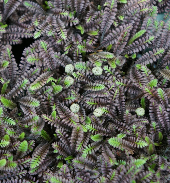 Mechovec Rostlina