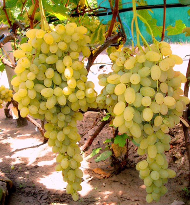 Vinná réva bezsemenná ´LORUS´, prostok. Vinná réva bezsemenná ´LORUS´, prostok.