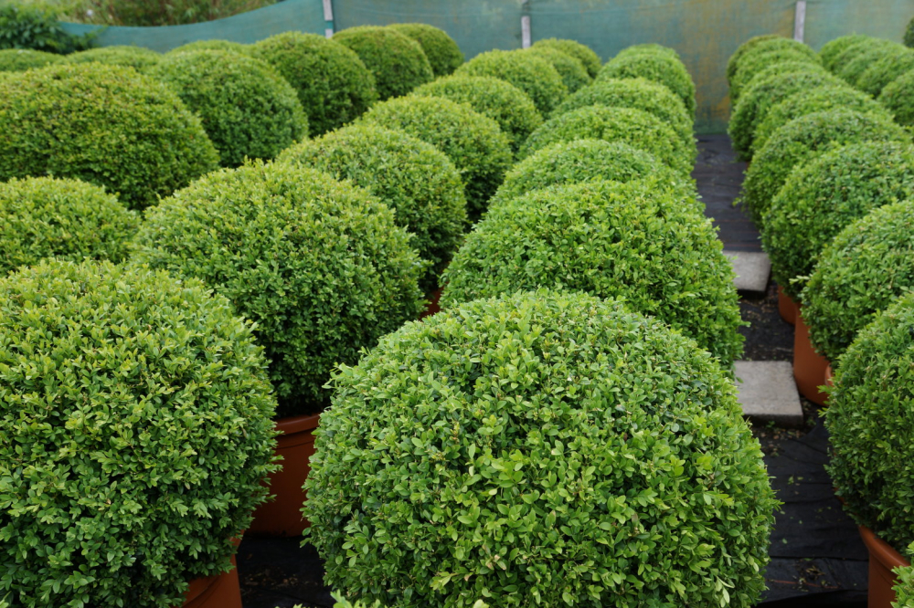 Zimostraz Vzdyzeleny (Buxus sempervirens, horkých letních, zimostrázu vždyzeleného, horkých letních měsících) Zimostraz Vzdyzeleny