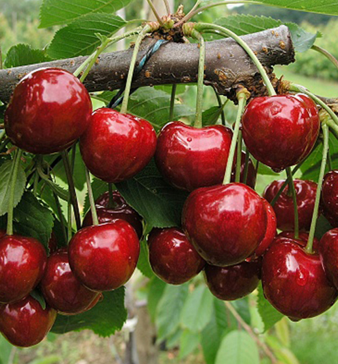 Třešeň ´KASANDRA®´, podn. Colt, prostok. Třešeň ´KASANDRA®´, podn. Colt, prostok.