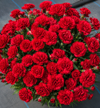 Hvozd�k py�n� �TINY PLEASURE� DARK RED� kont. 0,5 l
